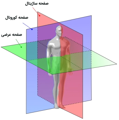 آناتومی ساختار قامتی که سه صفحه را با رنگ‌های آبی و بنفش و قرمز نشان می دهد