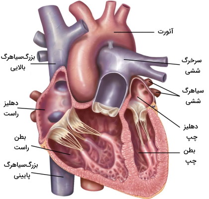 آناتومی قلب انسان 