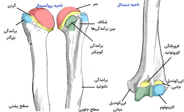 آناتومی استخوان بازو 