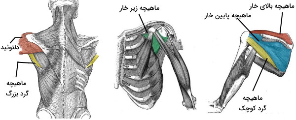 آناتومی ماهییچه های اندام فوقانی 