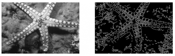 دو تصویر در کنار هم از ستاره دریایی برای نمایش تشخیص لبه 