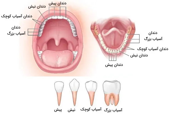 آناتومی انواع دندان 