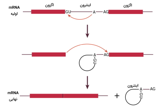 در تغییرات پس از رونویسی ژن‌های یوکاریوتی اینترون‌ها از mRNA خارج می‌شود. 
