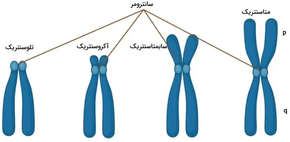 تقسیم بندی کروموزوم بر اساس سانترومر