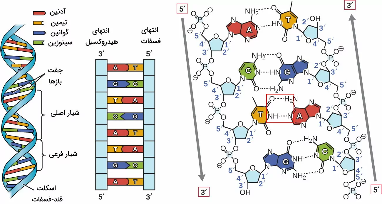 ساختار dna