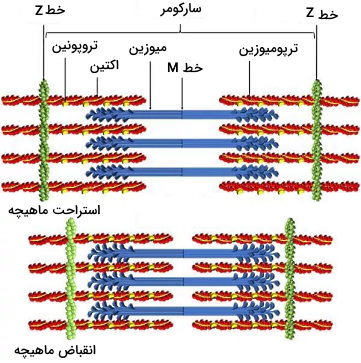 پروتئین های انقباضی ماهیچه 