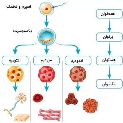 انواع سلول بنیادی بر اساس توانایی تمایز