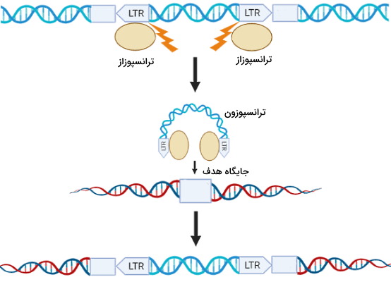 انتقال DNA ترانسپوزون 