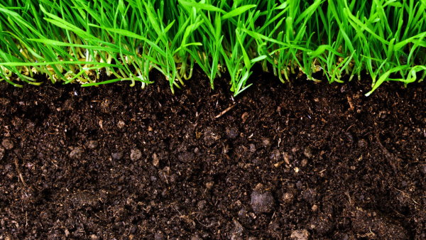نیمرخ زمین با خاک به شدت آلی و بخش پایینی گیاهان رشد کرده در آن - انواع خاک
