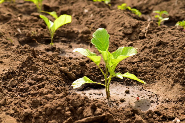 گیاه در حال رشد در خاک رس - انواع خاک