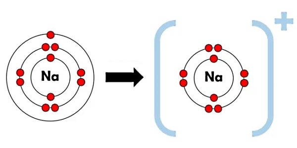 دور دو هسته‌ با نوشته Na ذرات قرمزی قرار دارند.