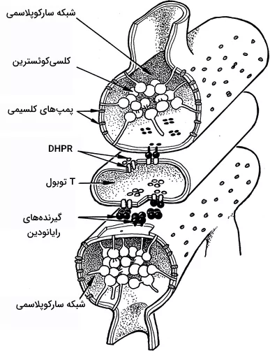 گیرنده های رایانودین و DHP روی غشاهای شبکه سارکوپلاسمی و لوله‌ ی عرضی