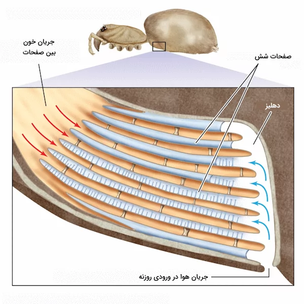 ساختار شش کتاب مانند در عنکبوت