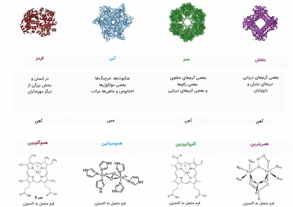 رنگدانه های تنفسی و ساختار مولکولی آن ها