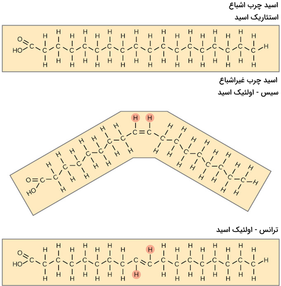 تصویر اولئیک اسید و استئلریک اسید