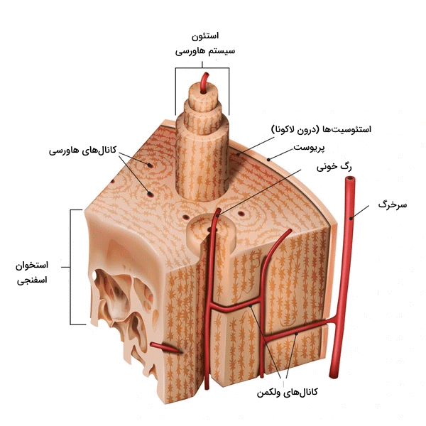 بخش های مختلف یک استخوان- سیستم هاورسی- رگ ها