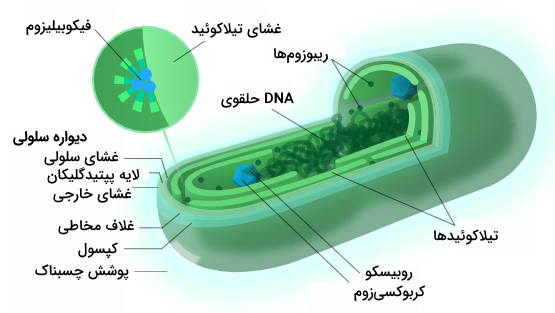 نمودار یک سلول سیانوباکتری معمولی که بخش های مختلف سلولی را نشان می دهد