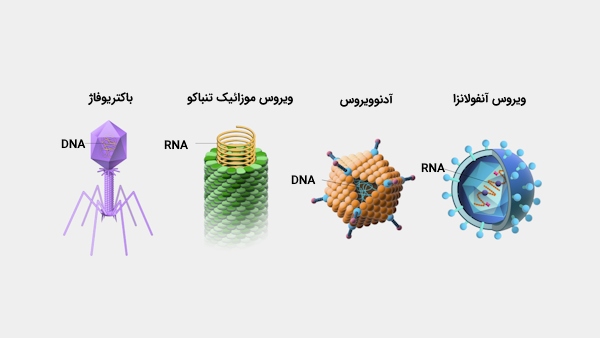 تصویر ساختار ویروس‌های باکتریوفاژ، ویروس موزائیک تنباکو، آدنوویروس و ویورس آنفولانزا