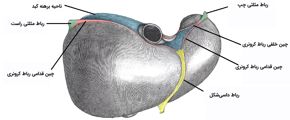 تصویری از محل رباط های کبد