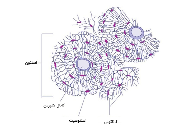 تصویری از سیستم هاورس به همراه استئوسیت ها درون لاکوناها قرار دارند.