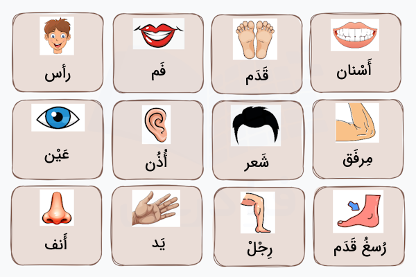 معادل عربی اعضای بدن