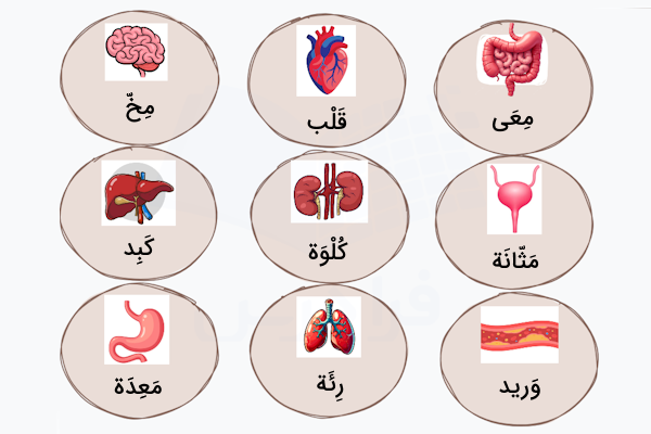 معادل عربی اعضای داخلی بدن
