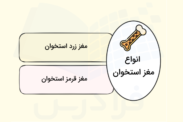 انواع مغز استخوان چیست