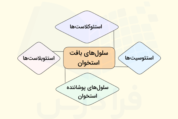 انواع سلول های بافت استخوان - بافت استخوان چیست