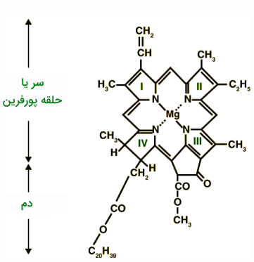 ساختار کلروفیل