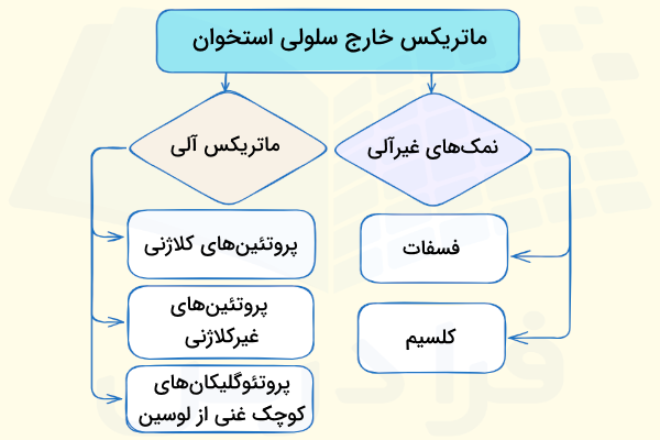 ترکیبات سازنده ماتریکس خارج سلولی استخوان - بافت استخوان چیست