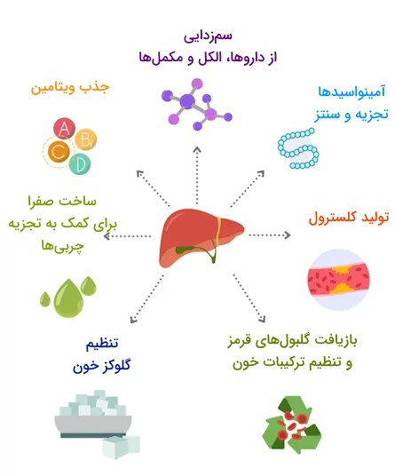 اینفوگرافیک از نقش‌های اصلی کبد