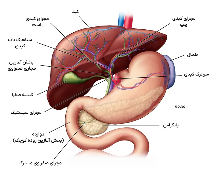 آناتومی کبد، طحال و مجاری صفراوی - کبد کجاست