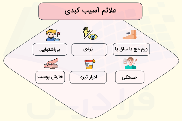 علائم آسیب کبدی - درد کبد کجاست