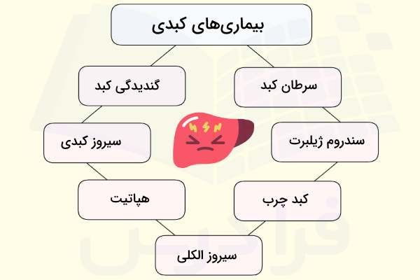 بیماری های کبدی - کبد کجاست