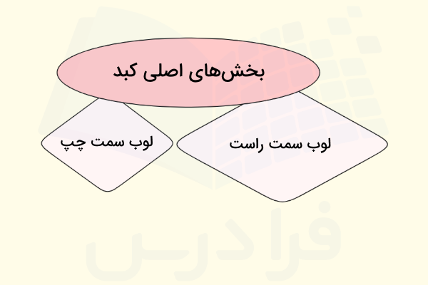 بخش های اصلی کبد - کبد کجاست