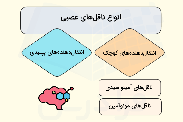 معرفی دسته بندی های انتقال دهنده های عصبی - ناقل عصبی چیست