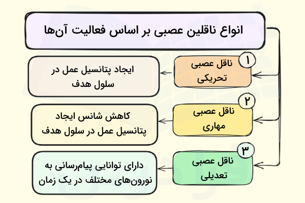 دسته بندی انتقال دهنده های عصبی بر اساس فعالیت آن ها - انتقال دهنده عصبی چیست