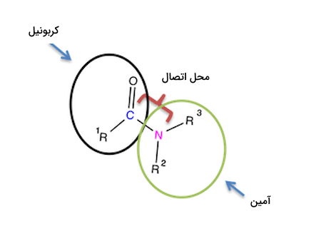ساختار آمید - فرمول های شیمی یازدهم