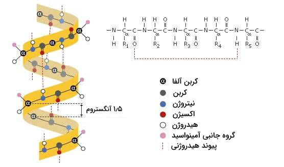 ساختار مارپیچ آلفا