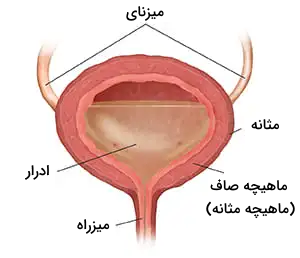 مثانه و ماهیچه صاف مثانه