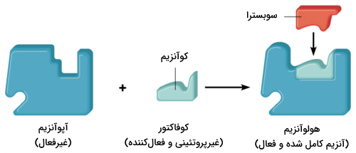 فعال سازی ساختار آنزیم غیرفعال به وسیله اتصال کوآنزیم