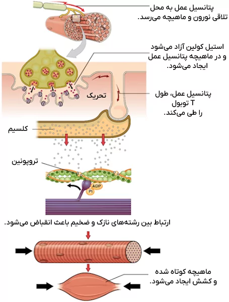 روند انقباض ماهیچه ها