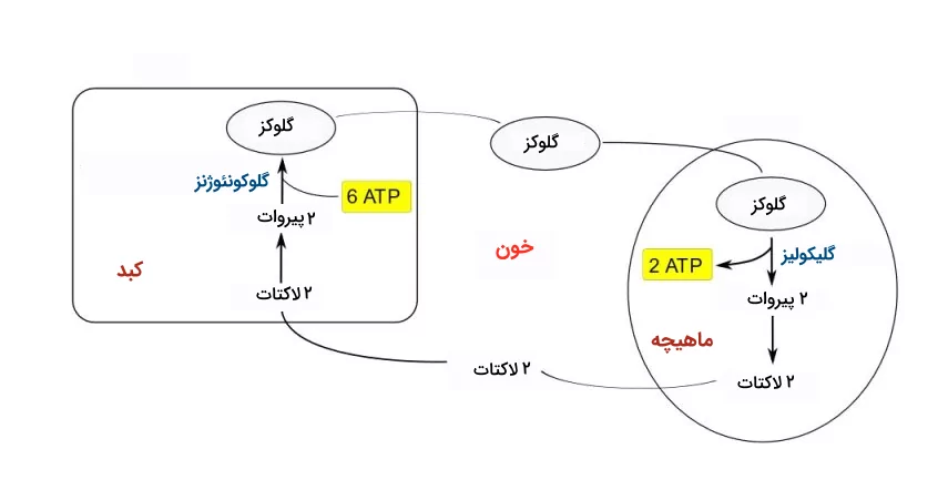 چرخه کوری