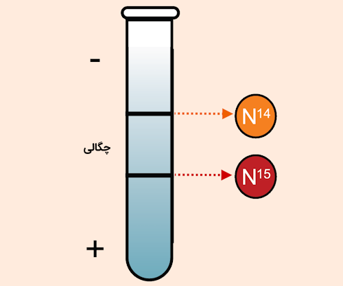 چگالی دو ایزوتوپ به کار رفته در ساختار DNA در آزمایش مزلسون استال