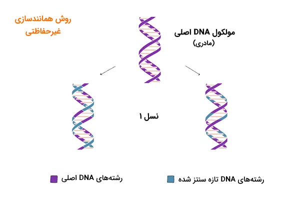 توالی DNA در نسل اول همانندسازی به روش غیرحفاظتی