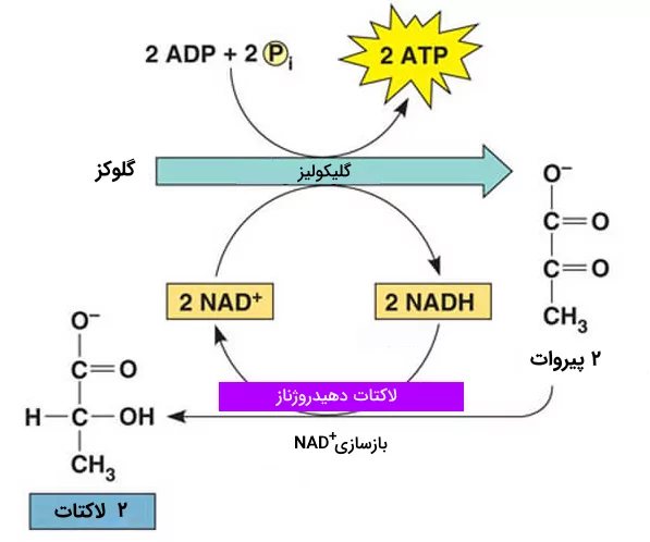 فرآیند تخمیر لاکتیک اسید