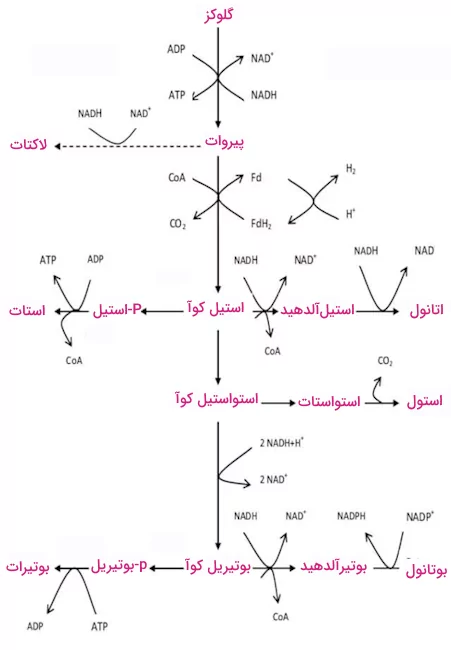 فرآیند تخمیر بوتیریک اسید