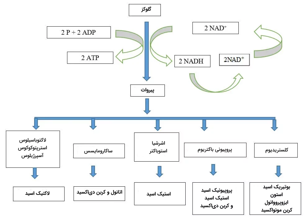 فرآیند کلی تخمیر، باکتری‌های تخمیرکننده و محصولات تولید شده در انواع مختلف تخمیر