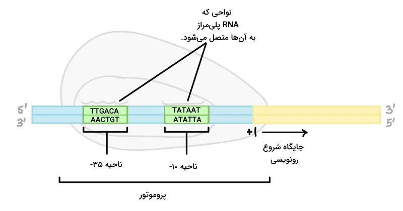 پروموتور پروکاریوتی