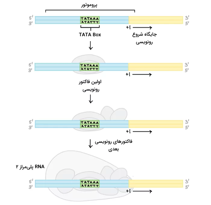 پروموتور و فاکتورهای رونویسی در یوکاریوت‌ها